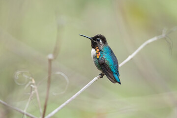 Fototapeta premium Bee hummingbird, zunzuncito or Helena hummingbird (Mellisuga helenae). It is the world's smallest bird