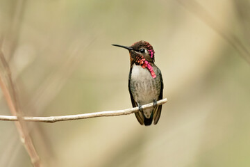 Bee hummingbird, zunzuncito or Helena hummingbird (Mellisuga helenae). It is the world's smallest bird