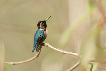 Bee hummingbird, zunzuncito or Helena hummingbird (Mellisuga helenae). It is the world's smallest bird