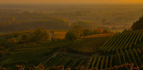 Weinberge Reben Sonnenuntergang