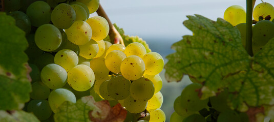 Weinberge Reben Sonnenuntergang