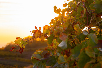 Weinberge Reben Sonnenuntergang