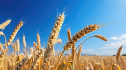 Fototapeta premium Close-up view of golden wheat ears in field under blue sky, ready for harvest. Rural landscape.