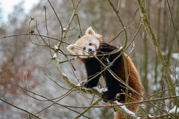 Ailurus fulgens, Red Panda on the tree
