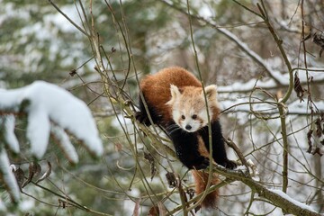 Ailurus fulgens, Red Panda Panda on a tree in winter in the snow