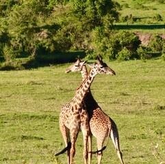 Les girafes de la réserve du masaï mara au Kenya