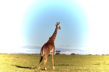 Les girafes de la réserve du masaï mara au Kenya