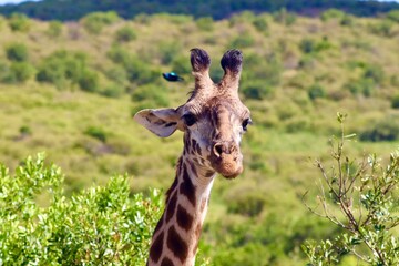 Les girafes de la réserve du masaï mara au Kenya - obrazy, fototapety, plakaty