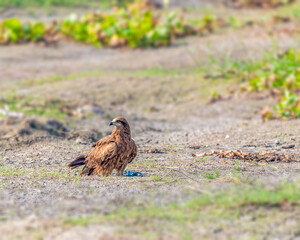 Obraz premium A Black Kite