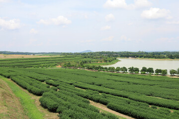View of beautiful landscape Tea Plantation at thailand