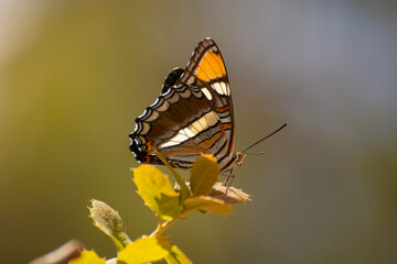 111  Butterfly