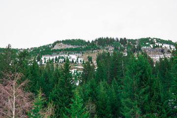 fir tree landscape in the mountains. green fir tree on a mountain. forest on a snowy mountain. fir forest in winter