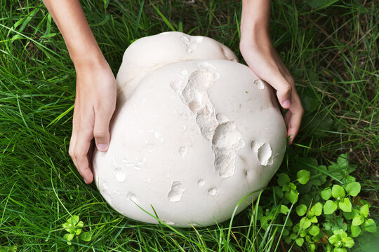 Child's hands touch a huge Giant puffball  mushroom growing in the meadow. Edible and medicinal mushrooms. Harvesting concept. (Calvatia gigantea)