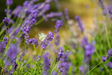 Butterflies on spring lavender flowers under sunlight. Beautiful landscape of nature with a panoramic view. Hi spring. long banner