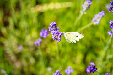 Butterflies on spring lavender flowers under sunlight. Beautiful landscape of nature with a panoramic view. Hi spring. long banner