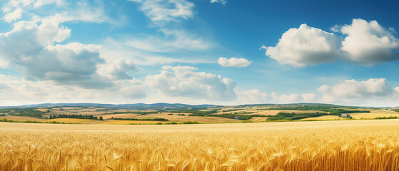 Beautiful summer rural natural landscape with ripe wheat fields, blue sky with clouds in warm day. Panoramic view of spacious hilly area. - obrazy, fototapety, plakaty