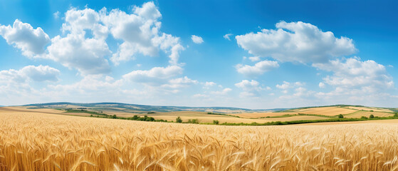 Beautiful summer rural natural landscape with ripe wheat fields, blue sky with clouds in warm day. Panoramic view of spacious hilly area.