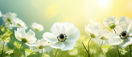 Beautiful white forest flowers anemones and ladybug in sunlight on yellow and green background, template with space for text. Elegant exquisite tender artistic image of spring nature macro. - obrazy, fototapety, plakaty