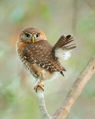 Cuban pygmy owl (Glaucidium siju) is a species of owl in the family Strigidae that is endemic to Cuba.
