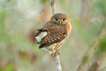 Cuban pygmy owl (Glaucidium siju) is a species of owl in the family Strigidae that is endemic to Cuba.