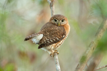 Cuban pygmy owl (Glaucidium siju) is a species of owl in the family Strigidae that is endemic to Cuba.