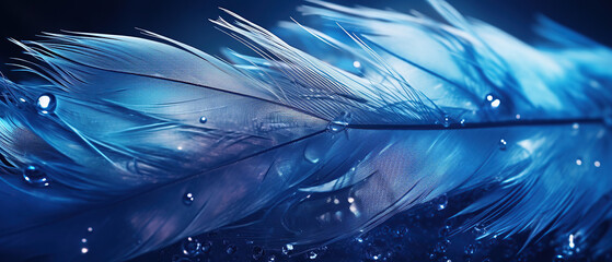 Feather of a bird in droplets of water on a dark background macro. Silhouette of a blue and white feather abstract artistic image for design.