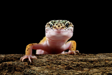 Leopard gecko lizard on wood 