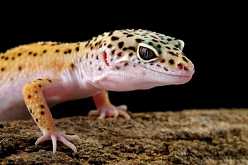 Keuken spatwand met foto Close-up head of a leopard gecko lizard on wood  © Agus Gatam