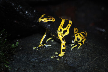 Yellow-banded poison dart frog, bumblebee frog, Dendrobates leucomelas