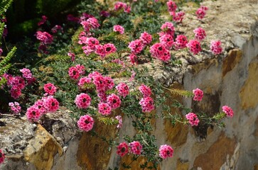 Verbenas rosas en flor en Tolox, provincia de Málaga