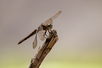 A female southern skimmer resting on a large white stone. Orthetrum brunneum.
