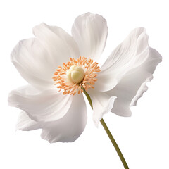 Anemone flower png Anemone png flower png Anemone flower transparent background