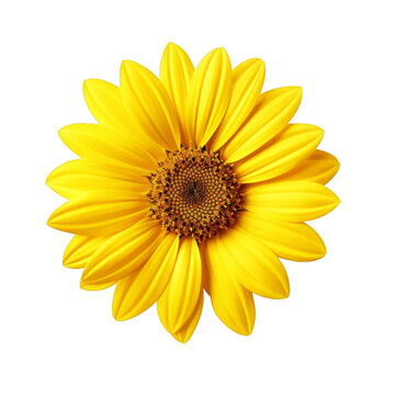 yellow sunflower isolated