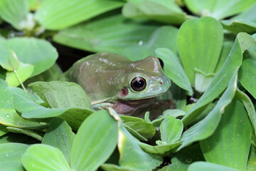 Dumpy green frog in water plants

