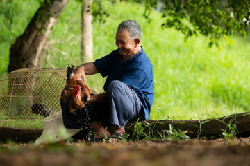 Villagers in rural Thailand are raising fighting cocks to compete in cockfighting, a native sport. © Wosunan