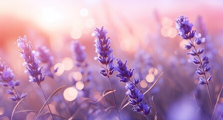 Vibrant Field of Blooming Lavender Flowers in Golden Glow