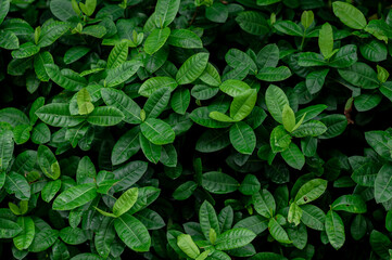 Close-up nature leaves of leaves background. Flat lay. Dark nature concept. Tropical leaves.