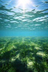 Fototapeta na wymiar Alluring sea poster. sea bottom overgrown with algae in clear light blue water. sea life concept