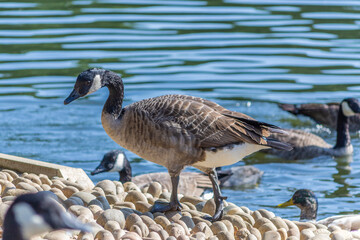 Grovelands Park, London, UK - September 8th 2014: Canada Goose standing on the bank of Grovelands Park Lake.