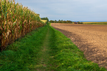 Dirt path along a corn field.