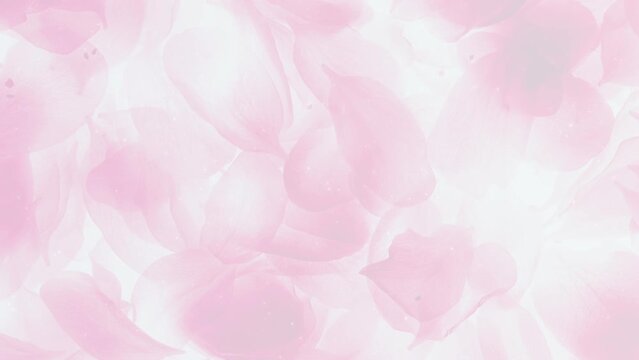 桜の花びら 花 BG109_01