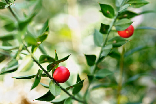 Red berries of ruscus shrub