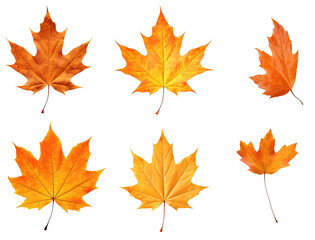Collection Of Dry orange maple leaves isolated on a white or transparent background. the evolution of leaves drying, change concept, colorful leaves set. Halloween and Thanksgiving concept, PNG