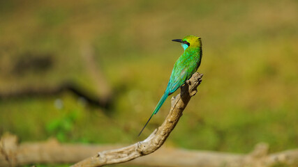wild multicolor bird on a branch sri lanka