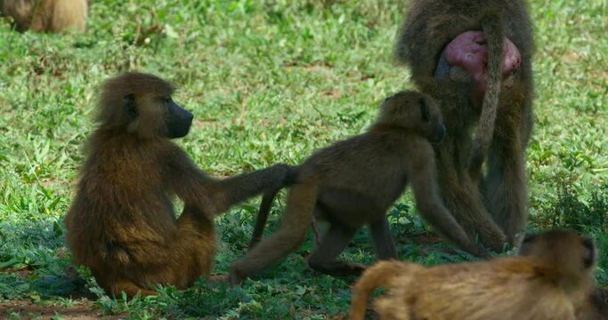 Family of Baboon monkeys playing around in the shadow on a sunny day.