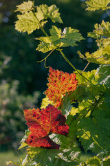autumn leaves. autumn grape leaves. autumn leaves of grapes against the sun