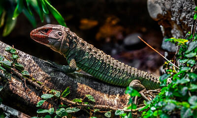 Guiana caiman lizard also known as northern caiman lizard. Latin name - Dracaena guianensis