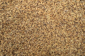 paddy rice seeds background texture
