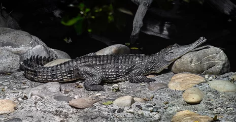 Deurstickers Australian crocodile on the ground. Latin name - Crocodylus johansoni   © Mikhail Blajenov