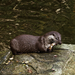 otter eating a fish on a stone
